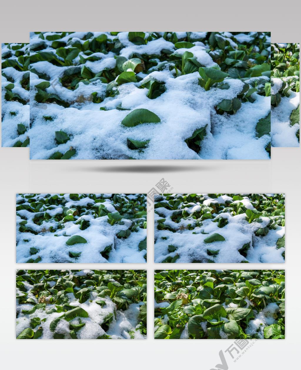 冬天雪后晴天冰雪融化初春植物苏醒