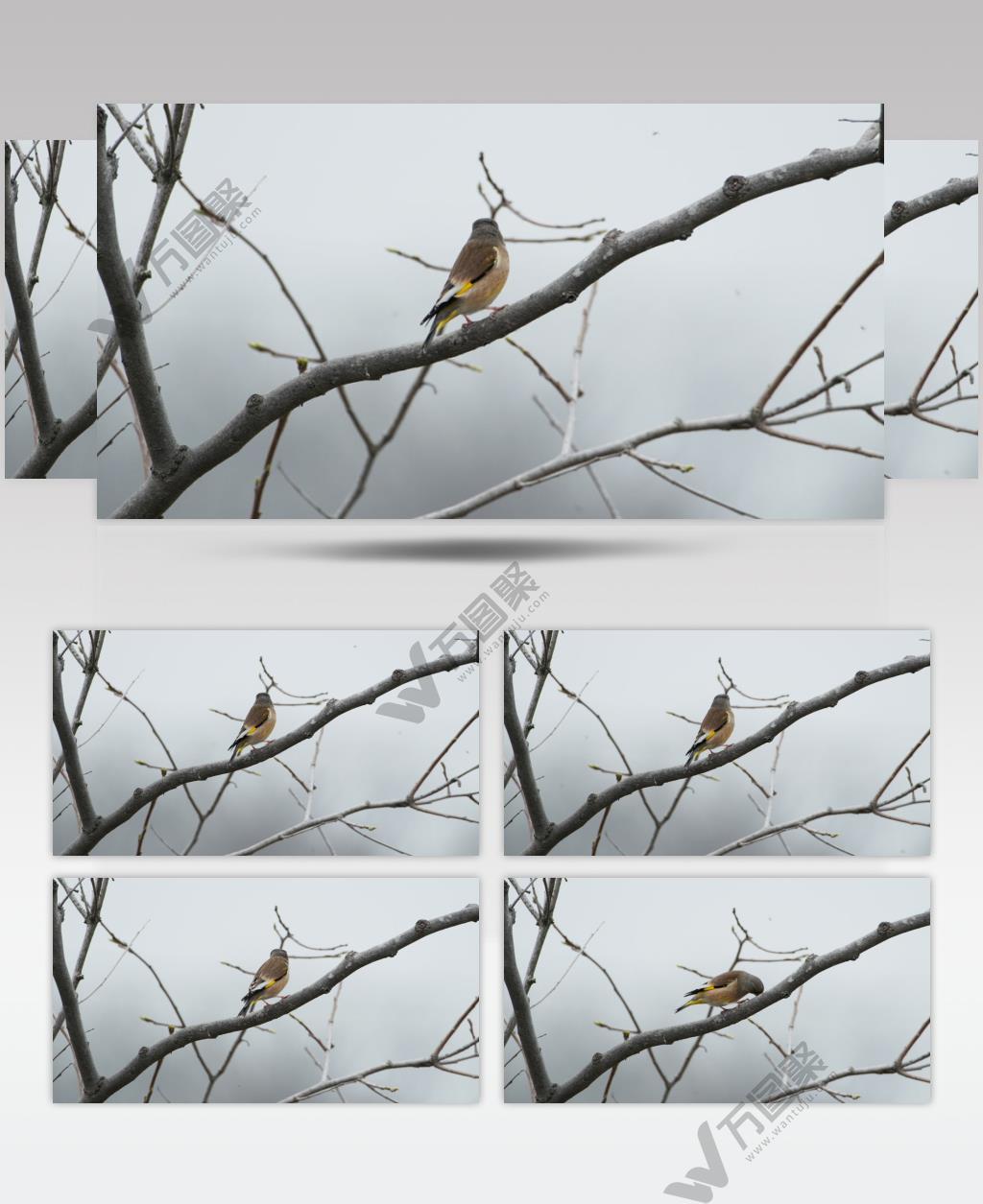 金翅雀升格实拍慢镜头