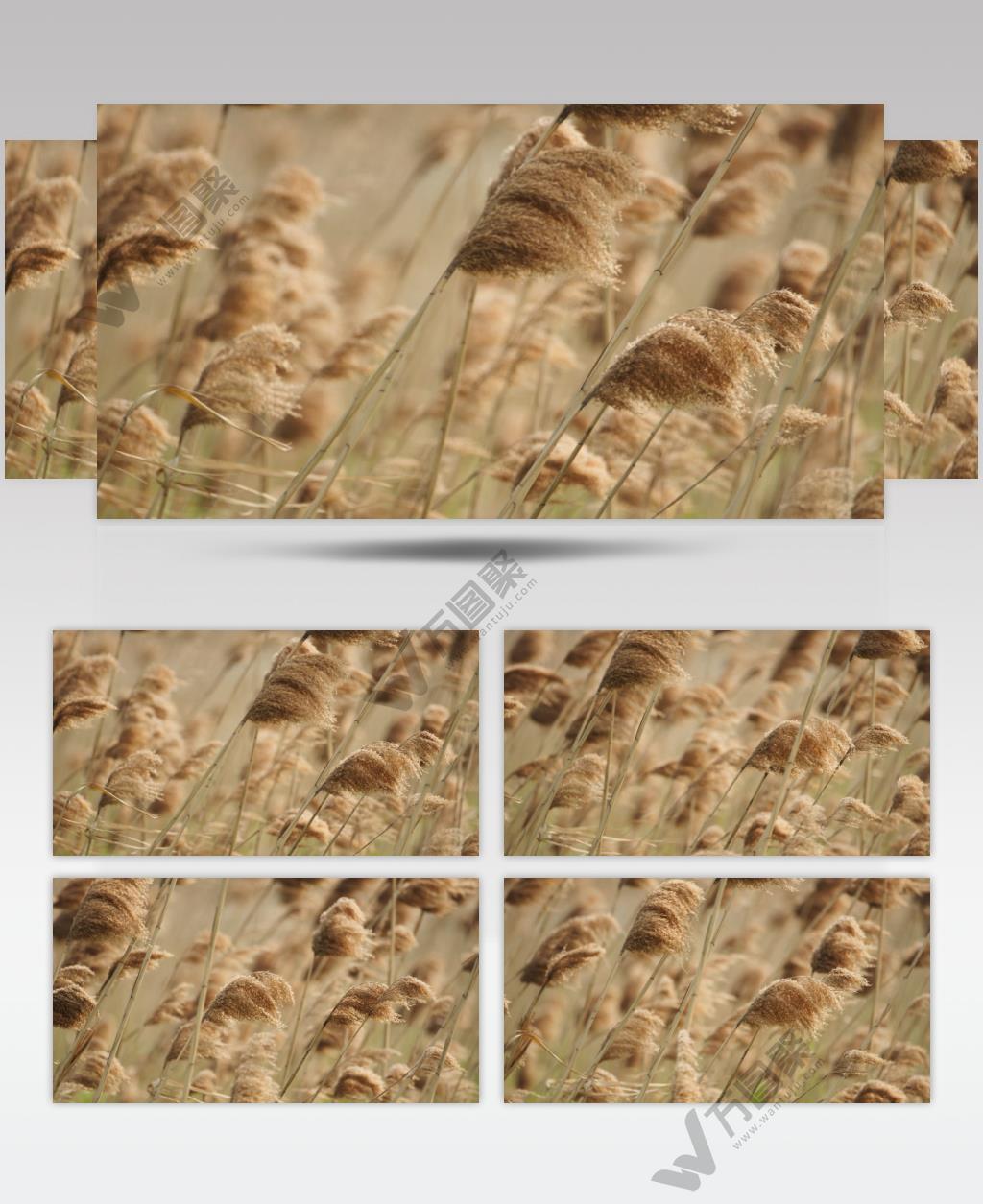 河边芦苇丛随风摇摆实拍镜头