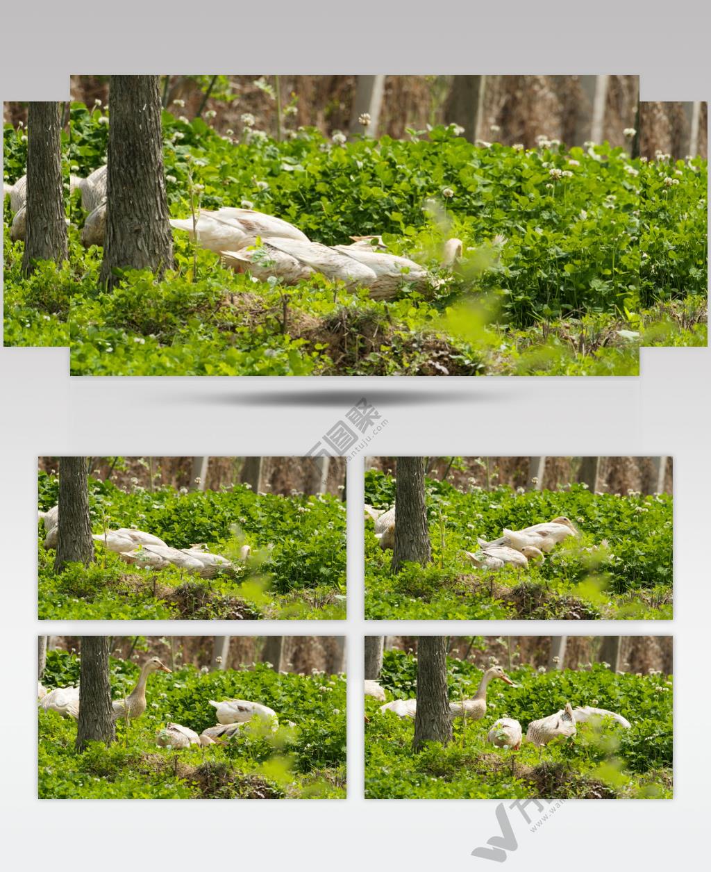 农村散养的鸭子在草丛觅食