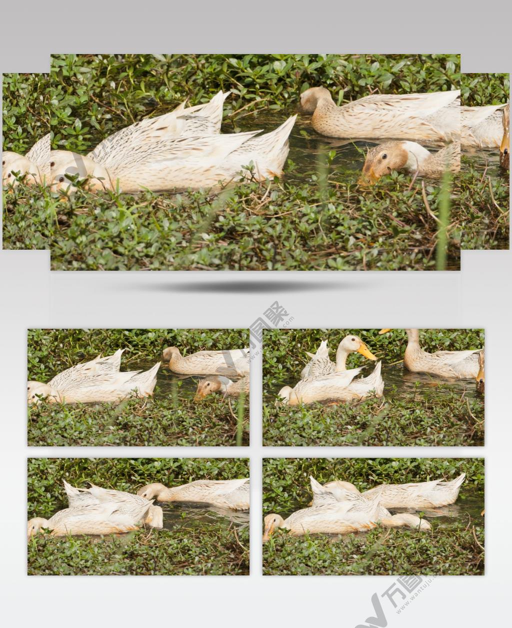 农村散养鸭子池塘觅食升格慢镜