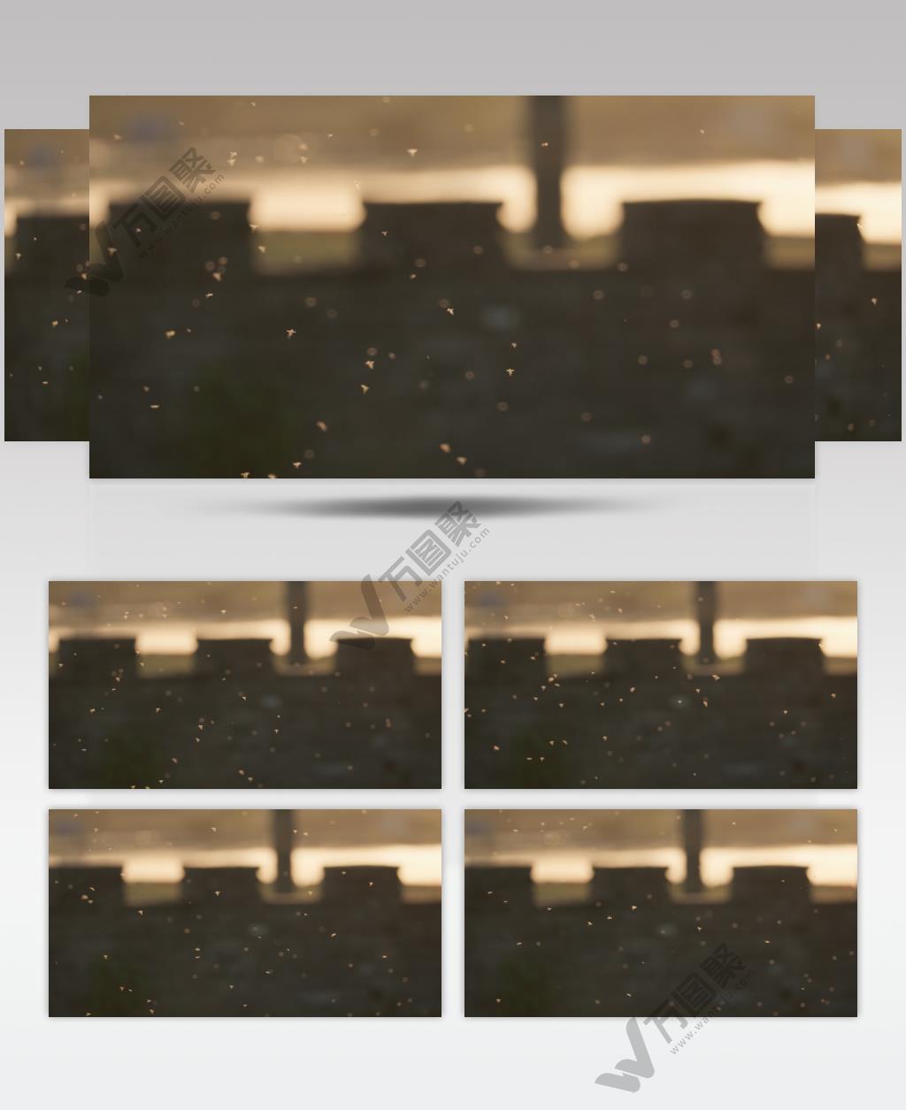 春天夏天傍晚河边成百上千飞虫昆虫