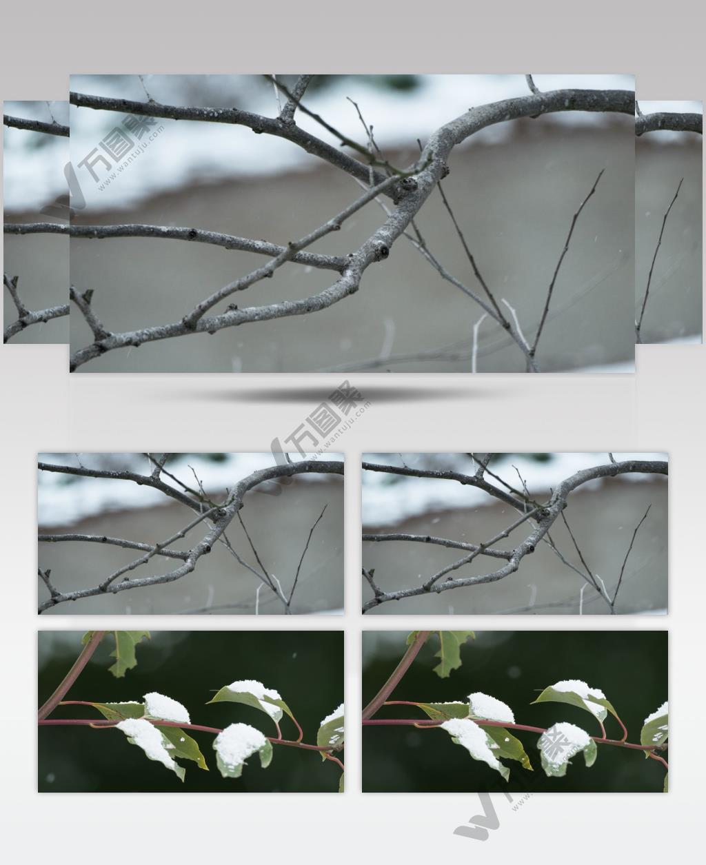 冬季冬天下雪树枝树叶积雪