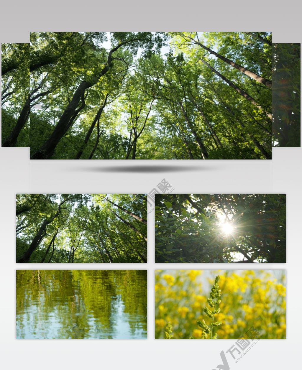 春天绝美植物森林树木叶碧绿油油