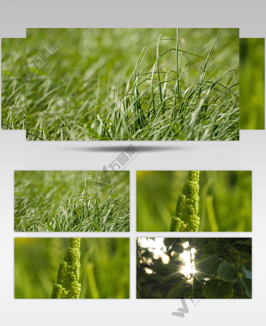 春夏天植物树叶逆光星芒草丛随风