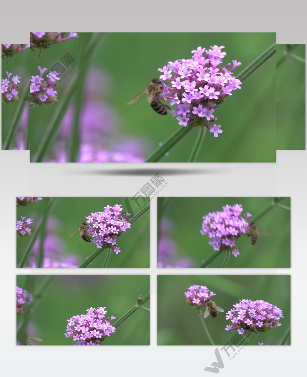 微距实拍一只小蜜蜂飞在花丛中挖呀挖呀挖4k高清
