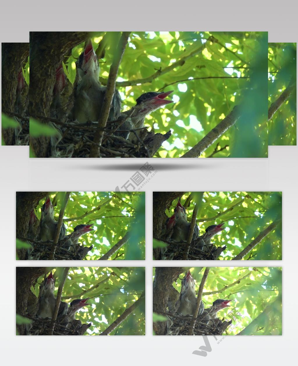 实拍三只嗷嗷待食的小雏鸟鸟窝里的小鸟4k高清