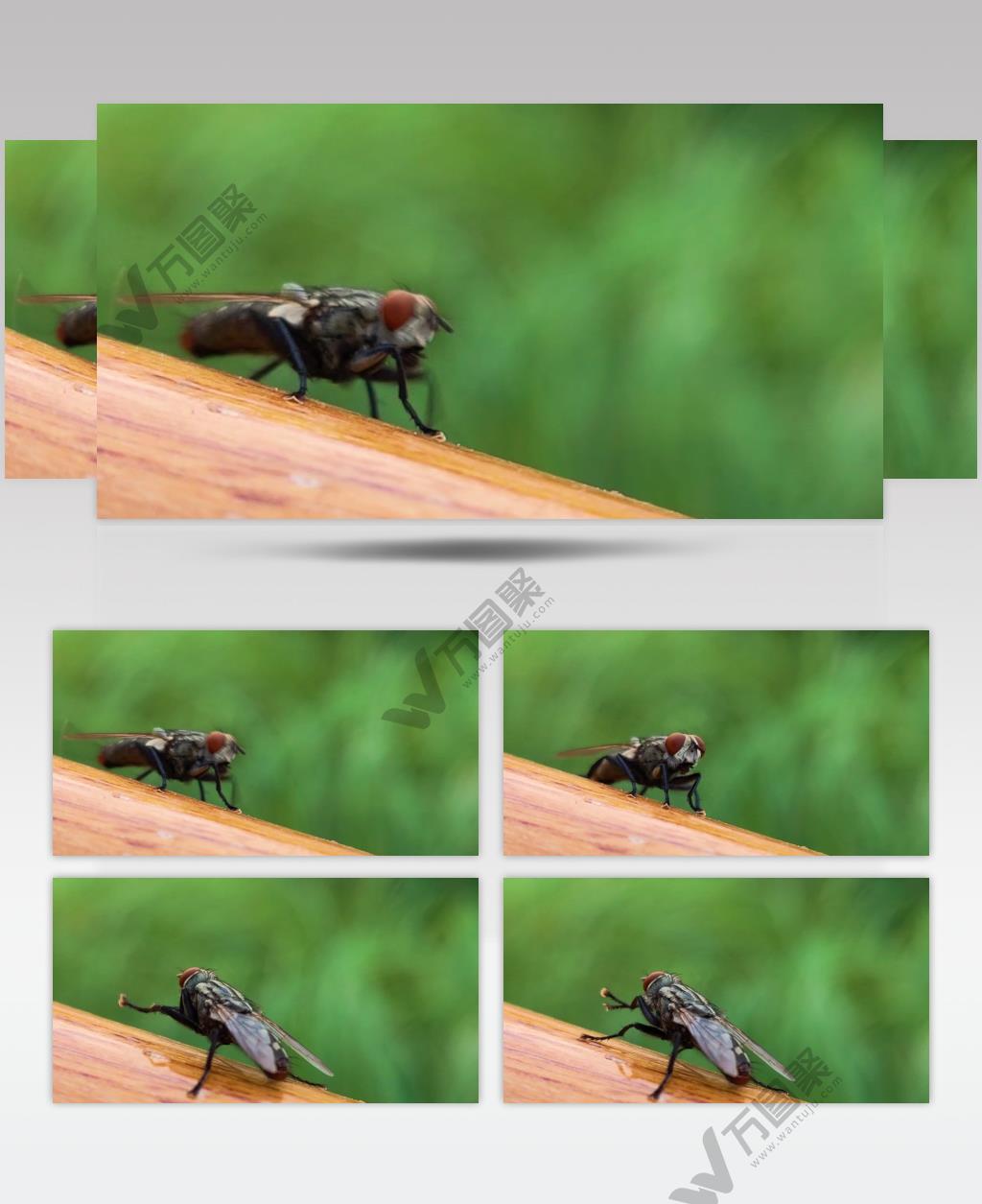 微距实拍一只小苍蝇梳理前腿转身瞪着摄像机4k高清