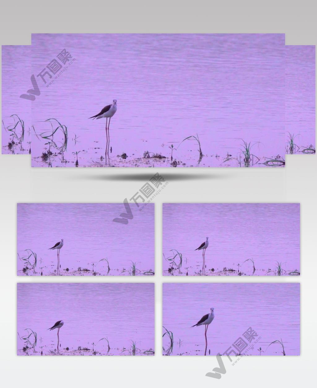 实拍一只整理羽毛的海鸥高清