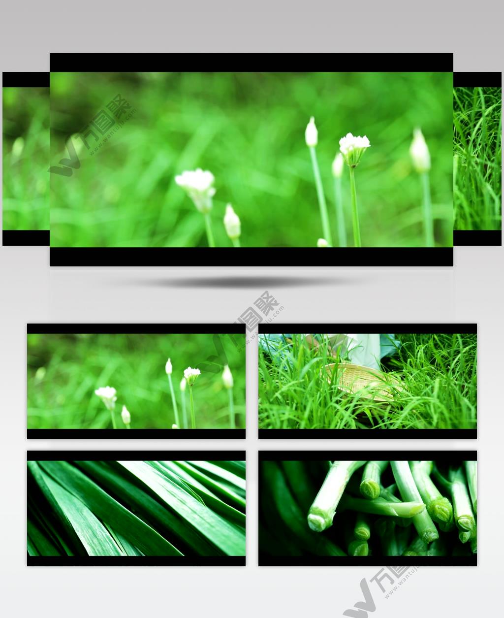 绿色有机新鲜韭菜健康食材视频素材