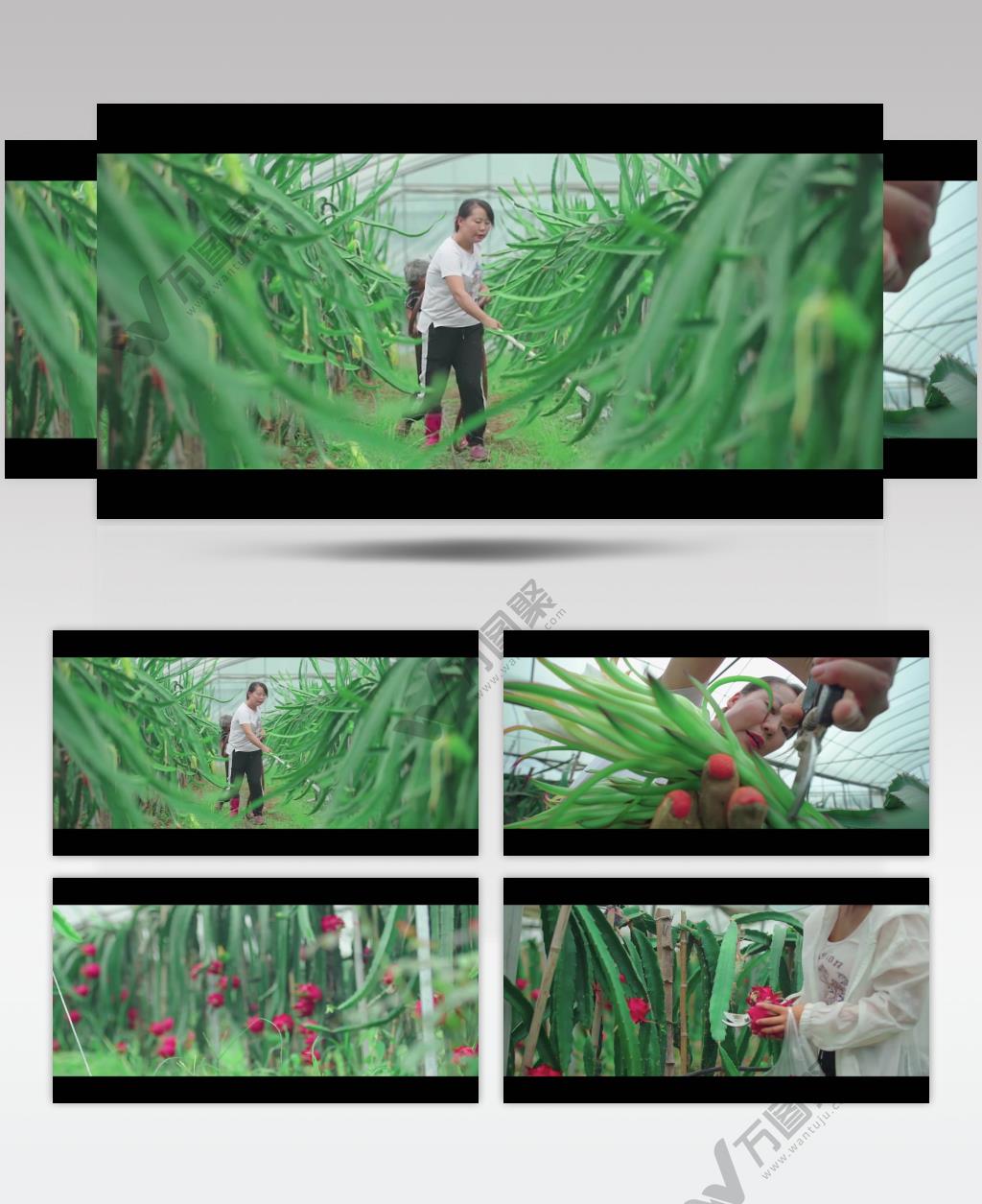 特写水果火龙果生产种植管理视频素材