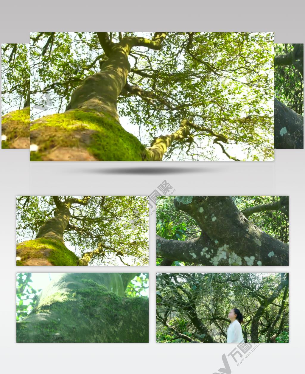 实拍茶叶茶山古茶树茶叶宣传片视频素材