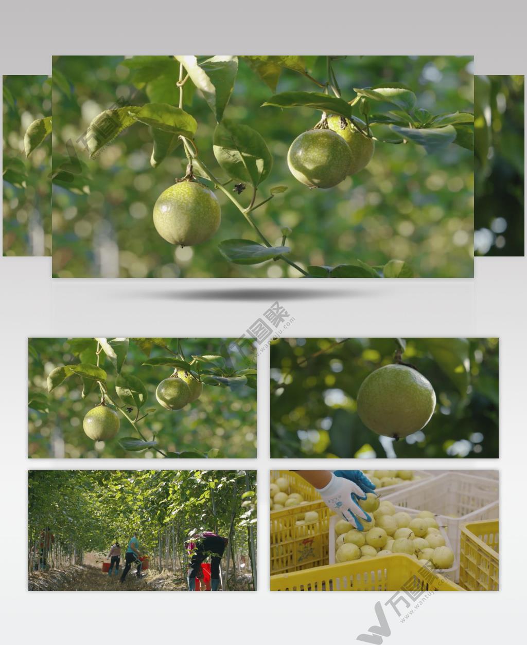 硕果累累黄金百香果农业水果丰收宣传视频素材