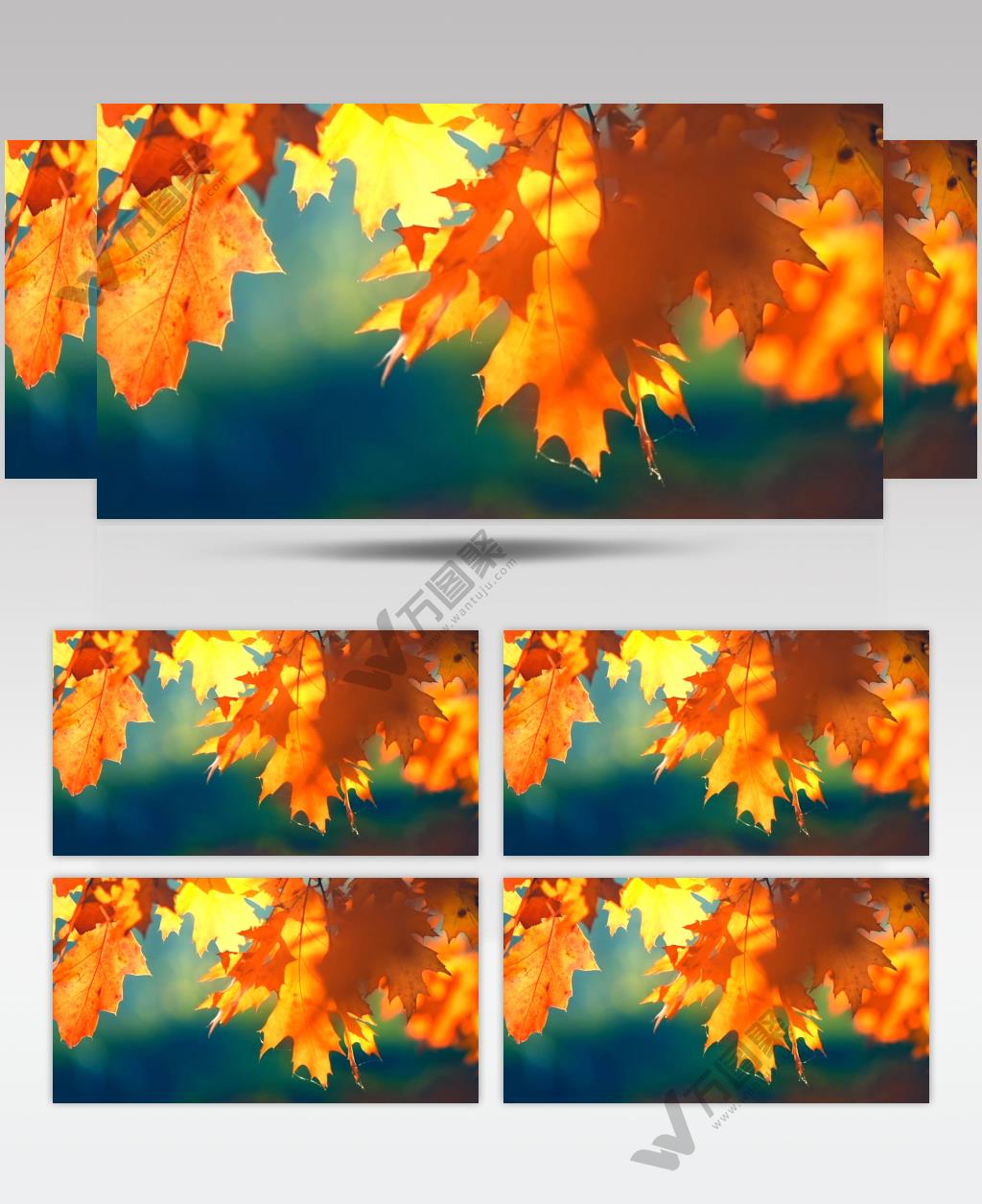 实拍秋天枫叶树影婆娑视频素材