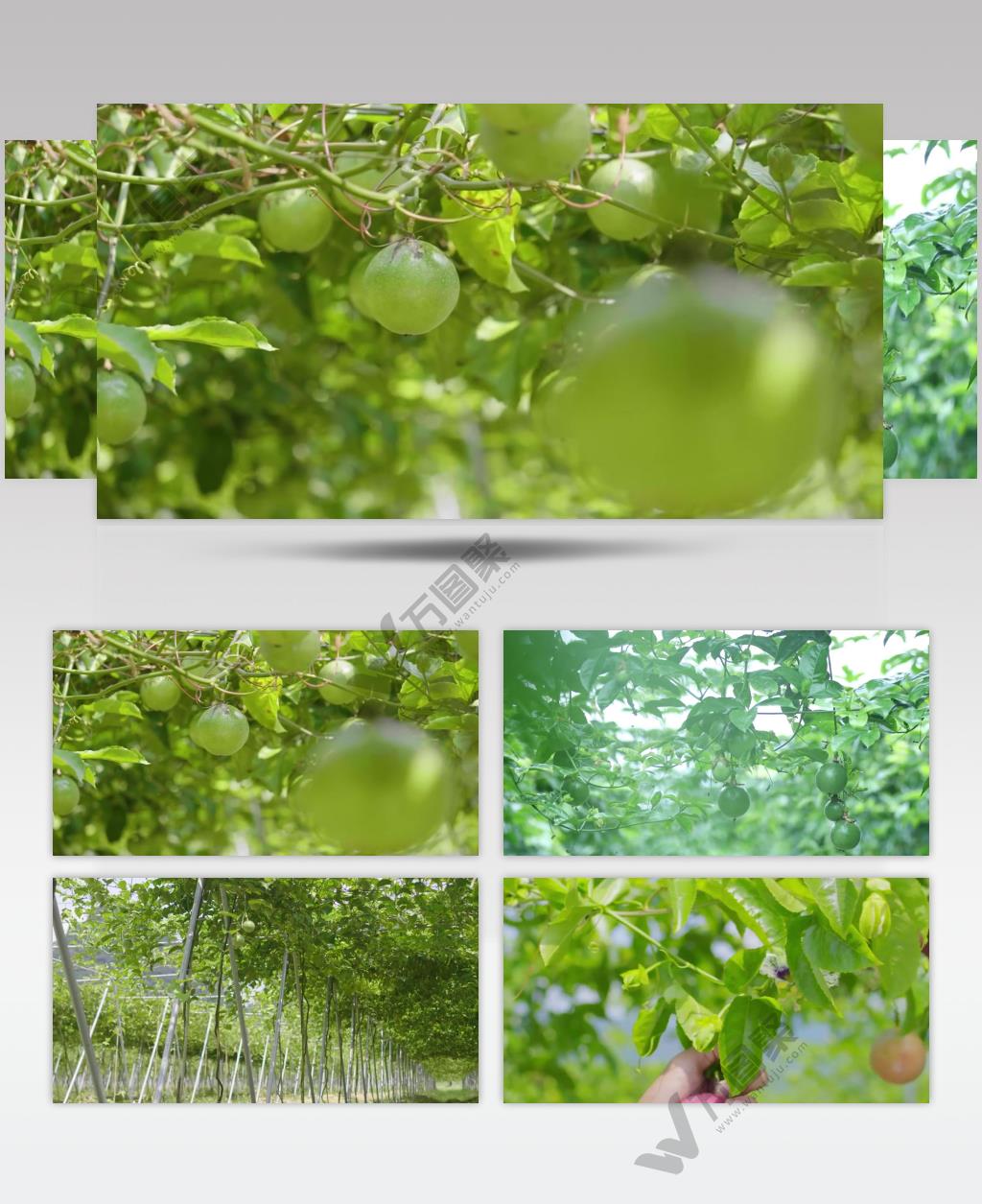 百香果果园水果特写展示农业经济发展视频素材