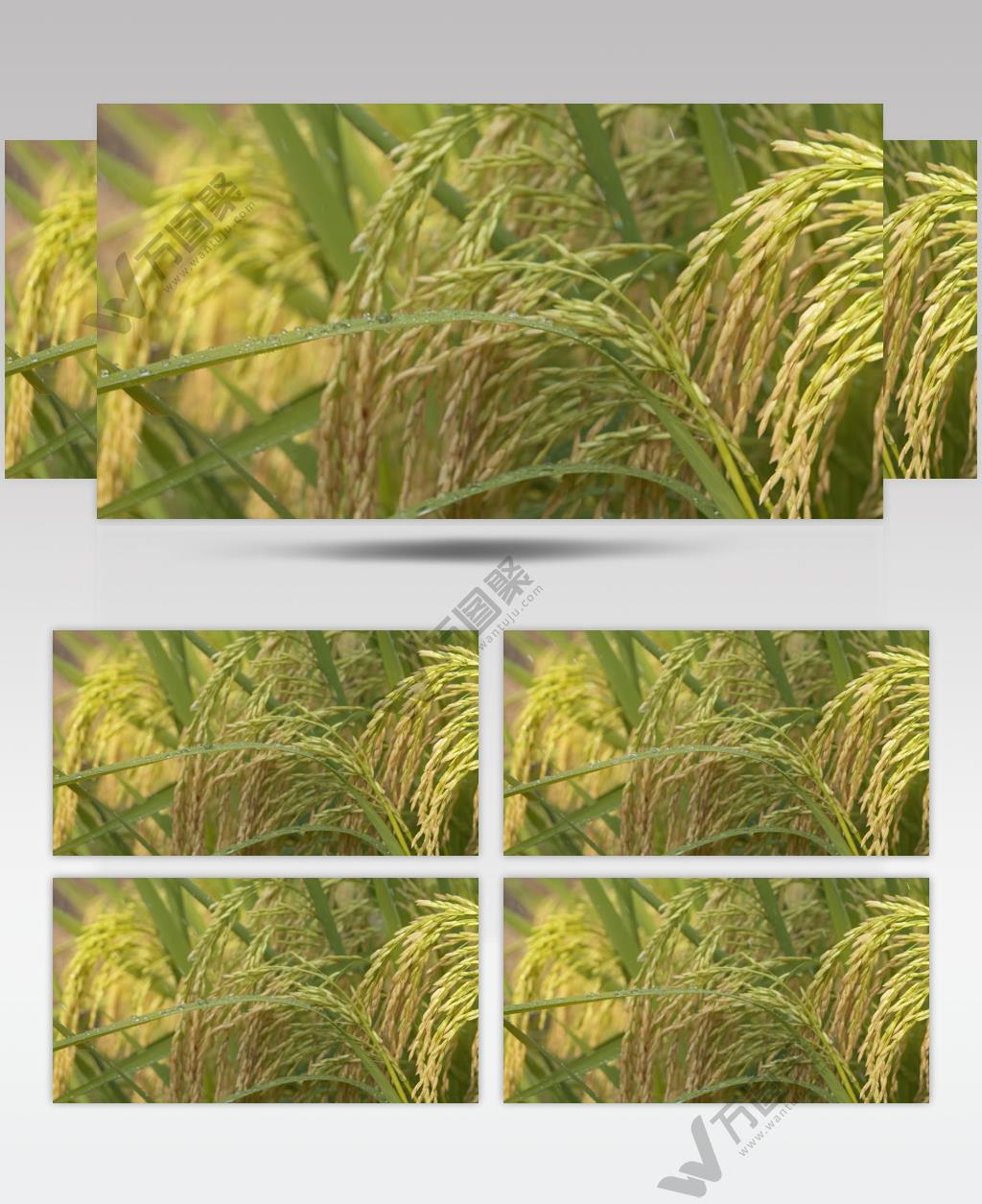 雨水滋润灌溉水稻五常大米粮食