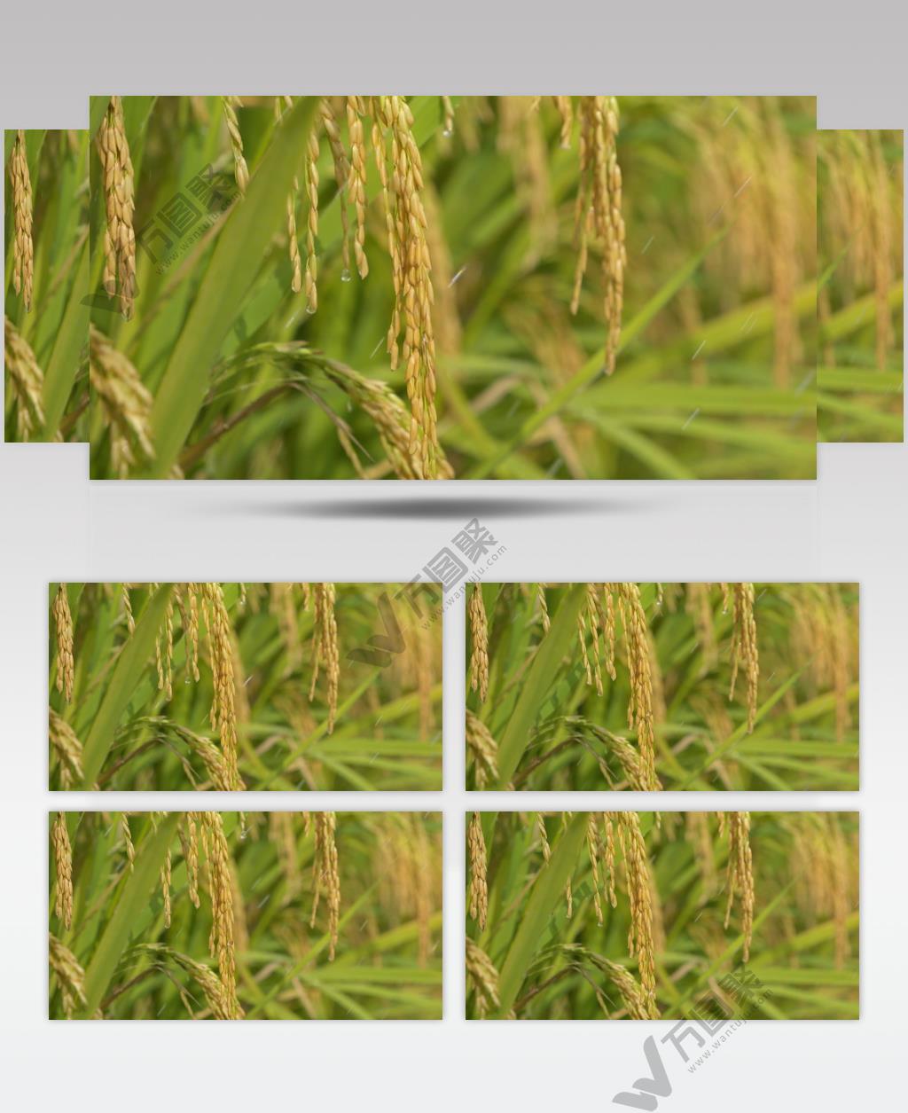 雨水滋润灌溉水稻大米粮食