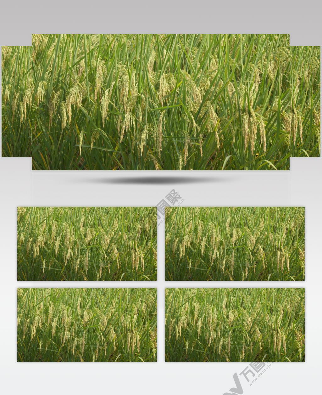 秋天农村田野水稻穗粮食丰收