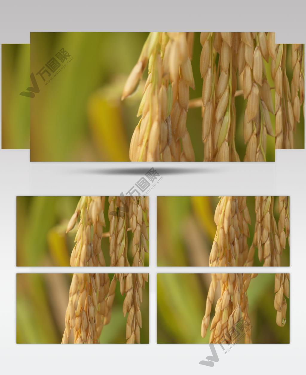 乡村田野水稻穗粮食庄稼特写