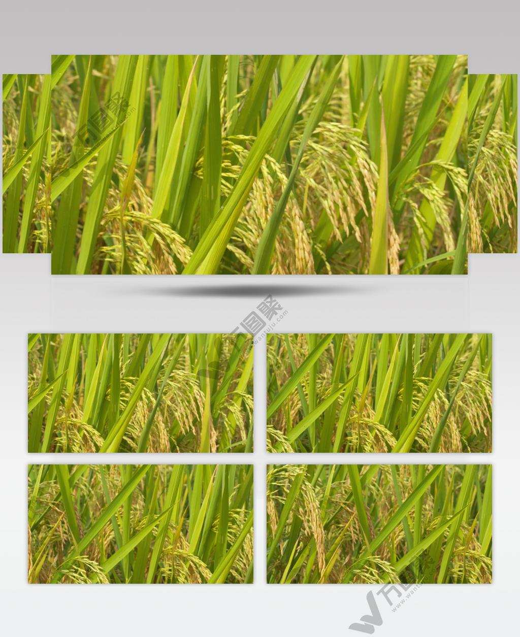 秋天水稻穗五常大米粮食丰收