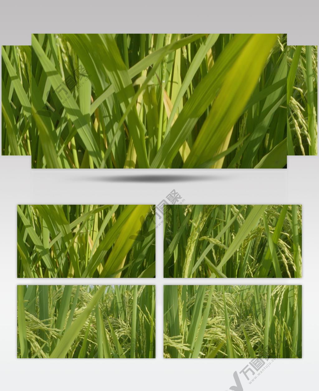 水稻穗大米慢镜头慢动作升格