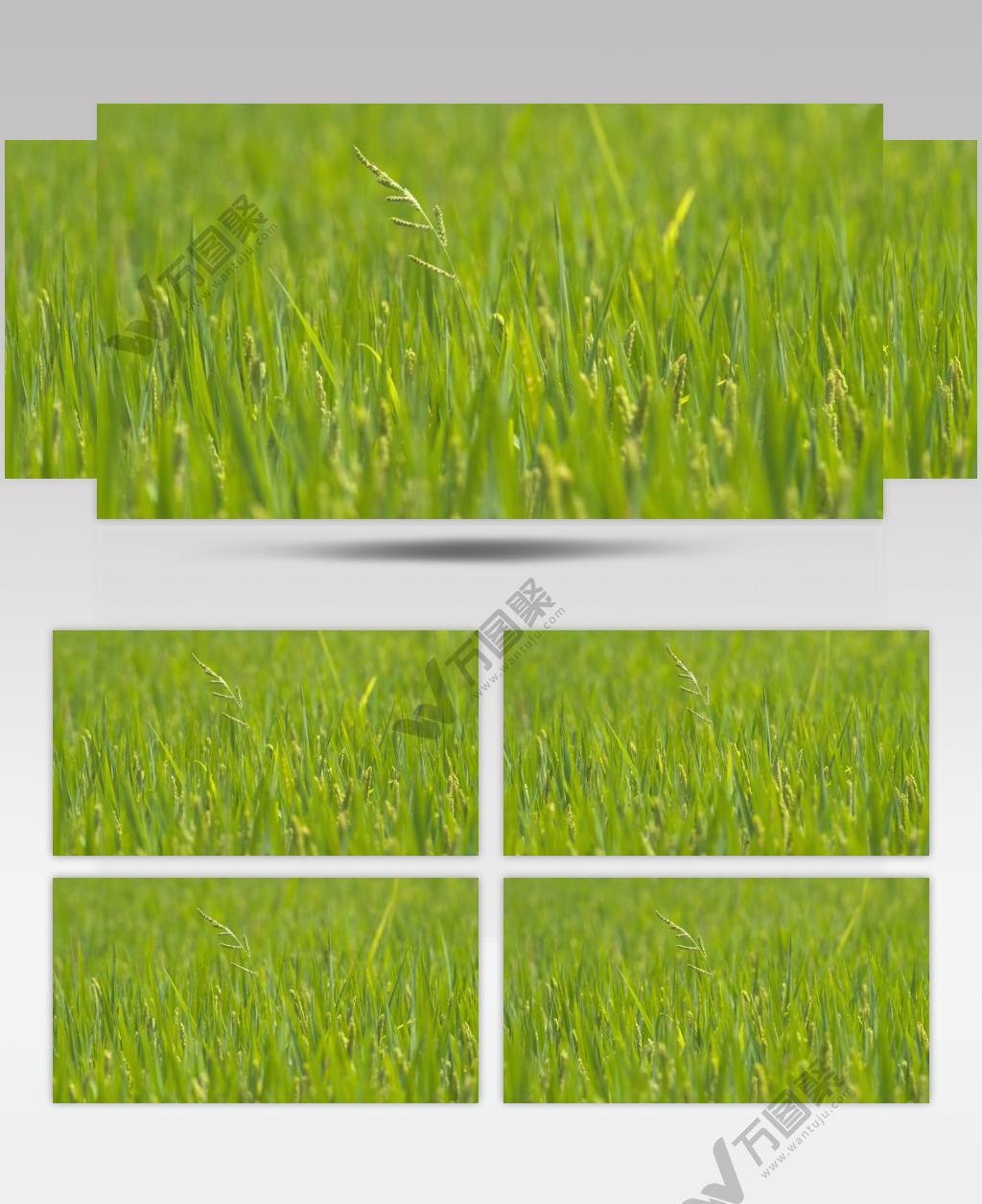 水稻稗子粮食庄稼唯美乡村