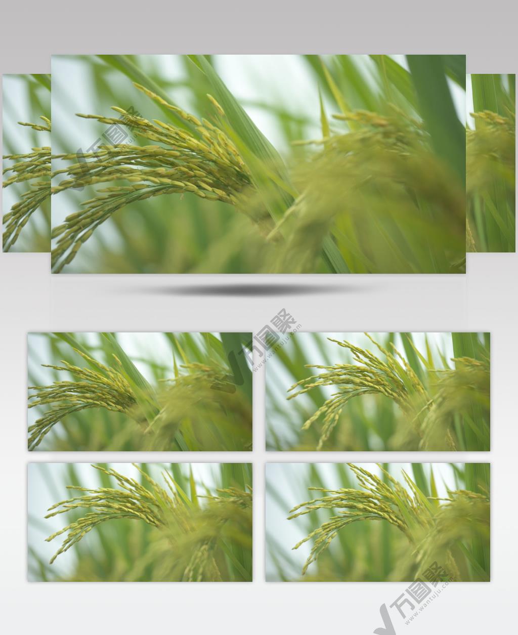 成熟的水稻穗随风摇摆丰收大米