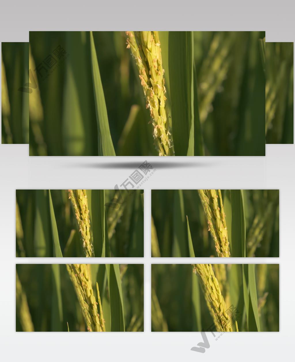 水稻穗稻花微距特写大米粮食