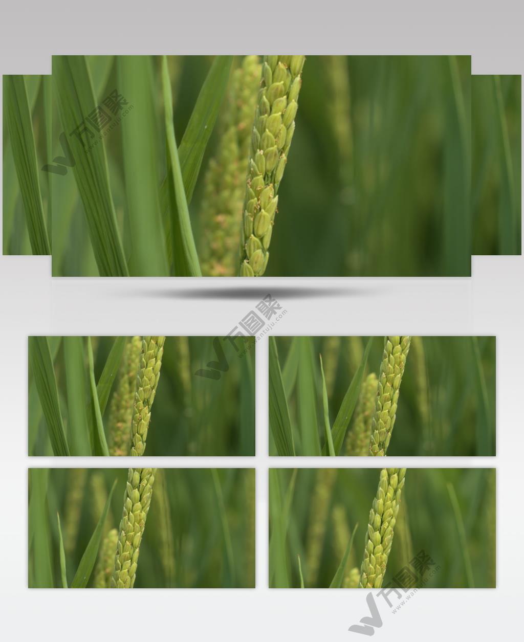 水稻穗五常大米稻花微距特写