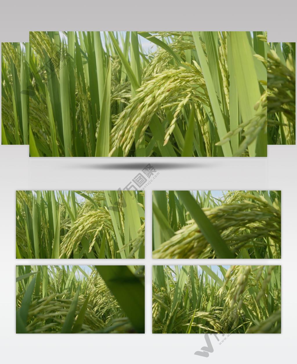 镜头穿过水稻穗前推进拉近