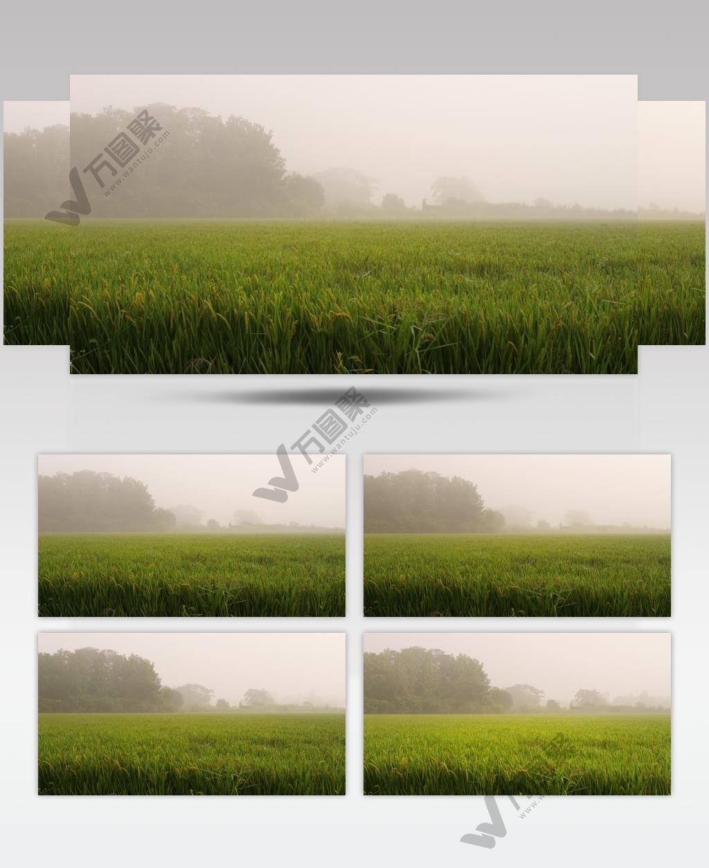 初秋天清晨薄雾笼罩的稻田