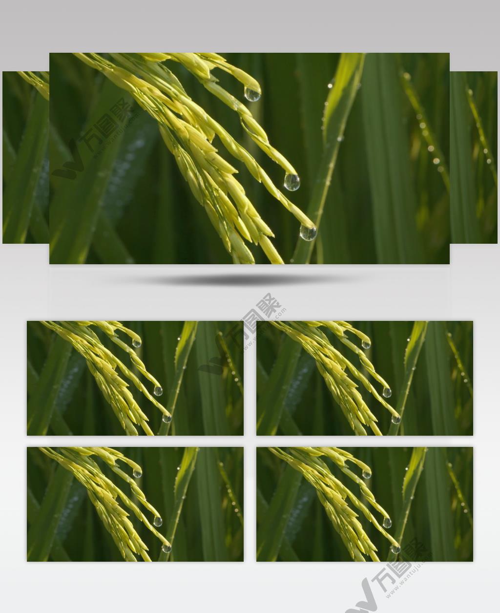 清晨水稻穗露珠滴水粮食大米