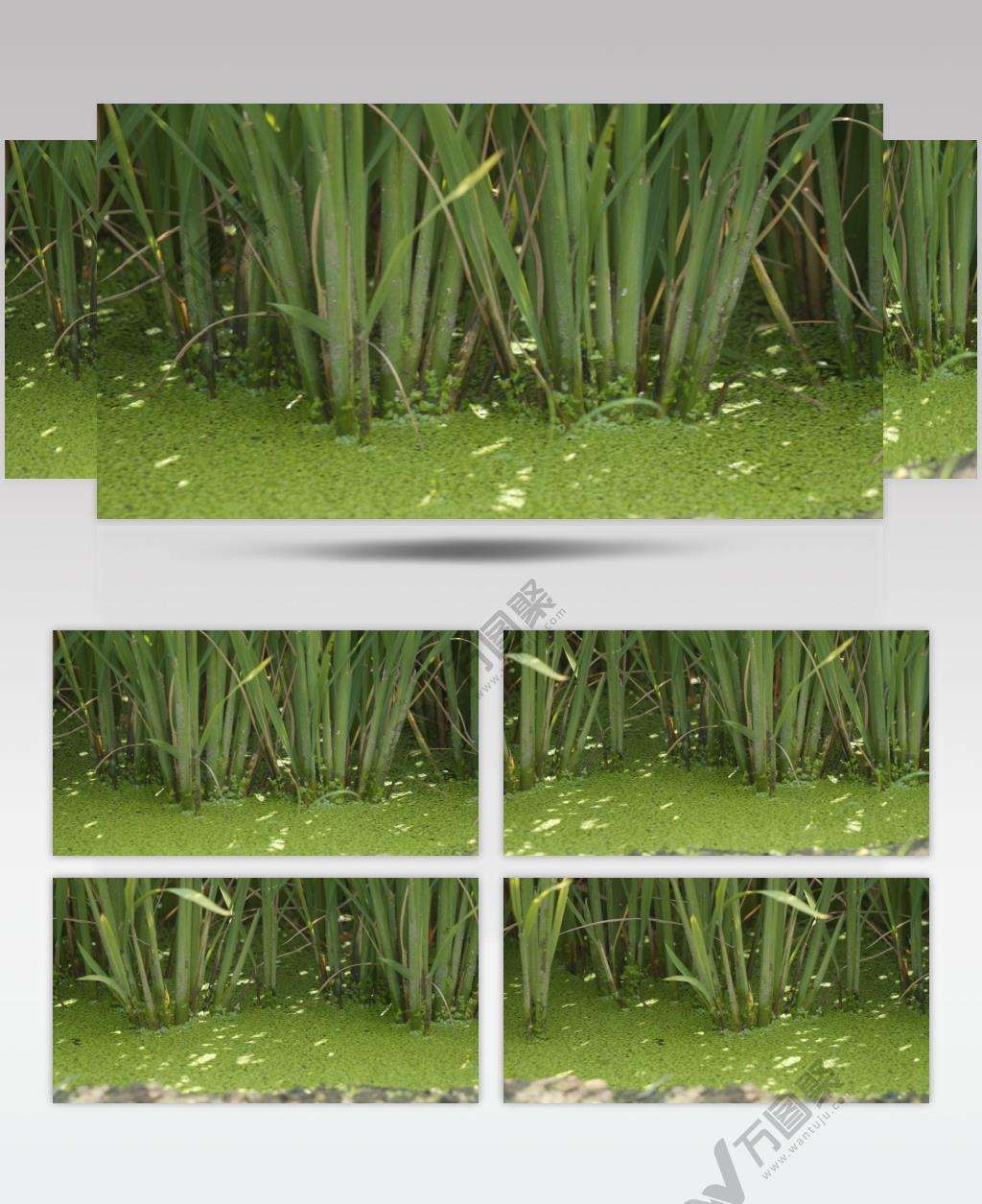 夏天农村乡间田野水稻根部特写