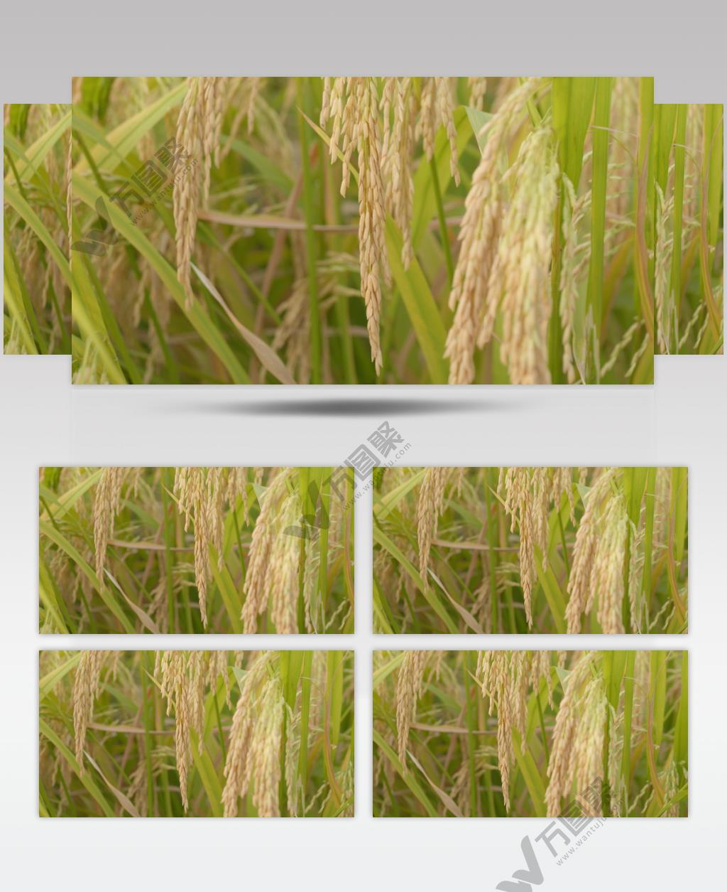 乡村水稻田野成熟稻穗特写