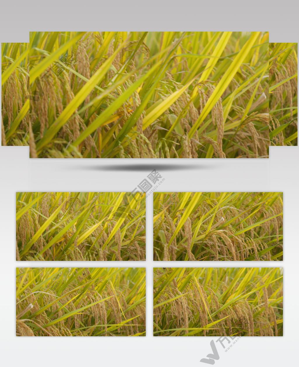 秋天傍晚乡村田野水稻大米