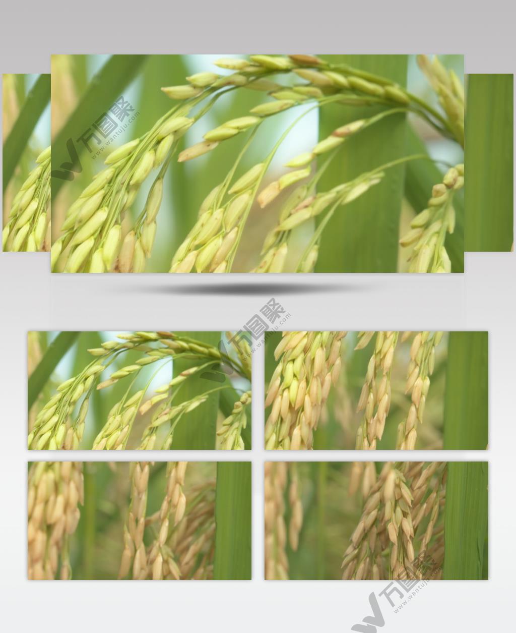 水稻穗五常大米粮食特写微距