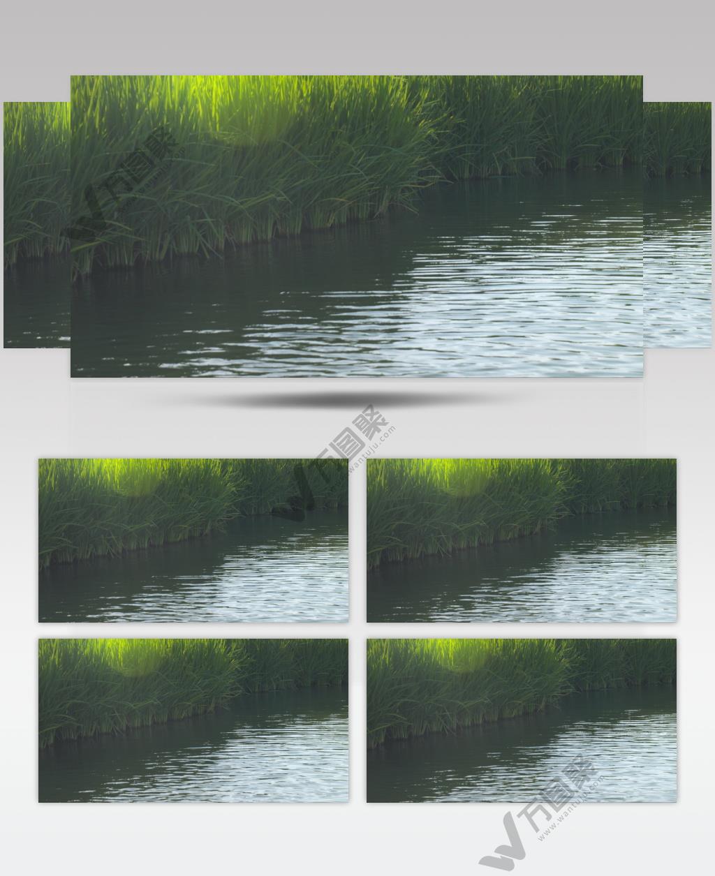 水稻田野五常大米粮食丰收