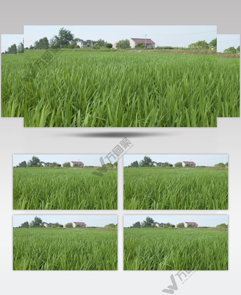 农村水稻小麦扶着微风唯美静谧