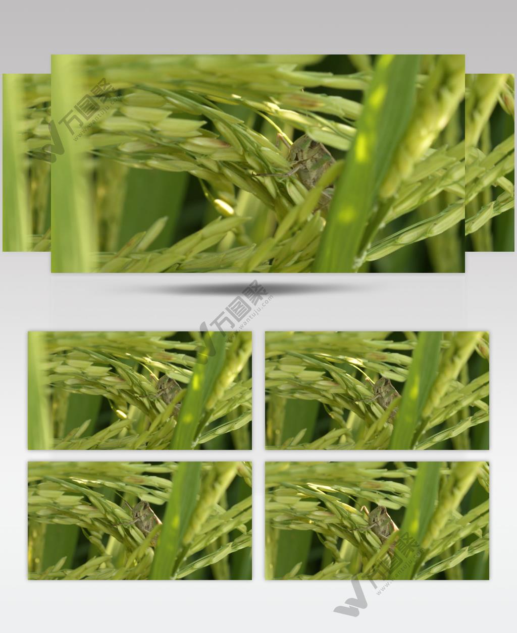 夏天水稻穗上的蝗虫害虫昆虫