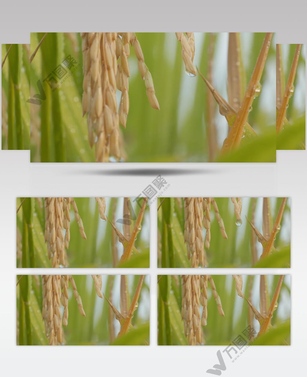 秋天乡村田野水稻穗粮食成熟