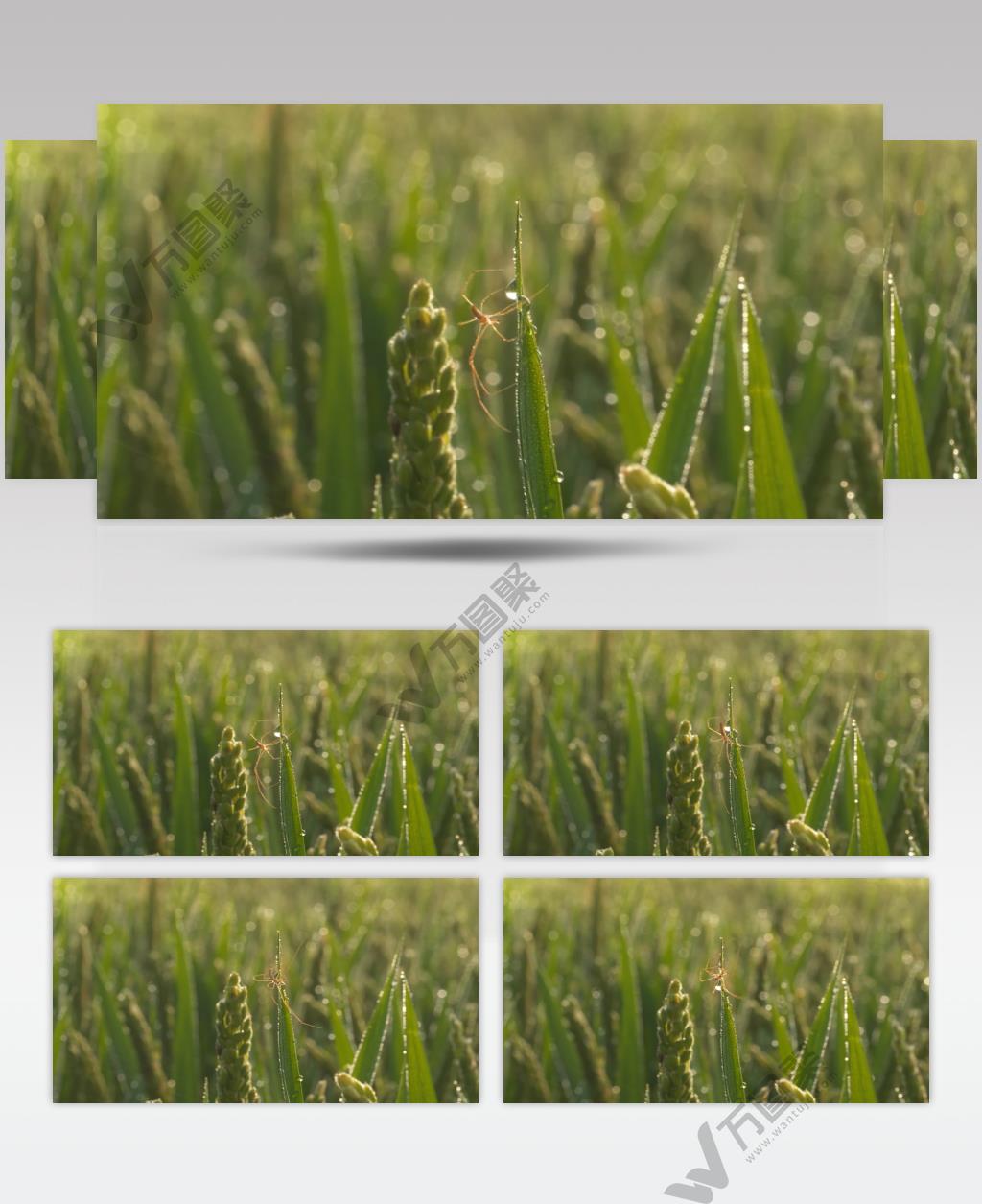 夏末秋初清晨水稻上的蜘蛛晨露珠