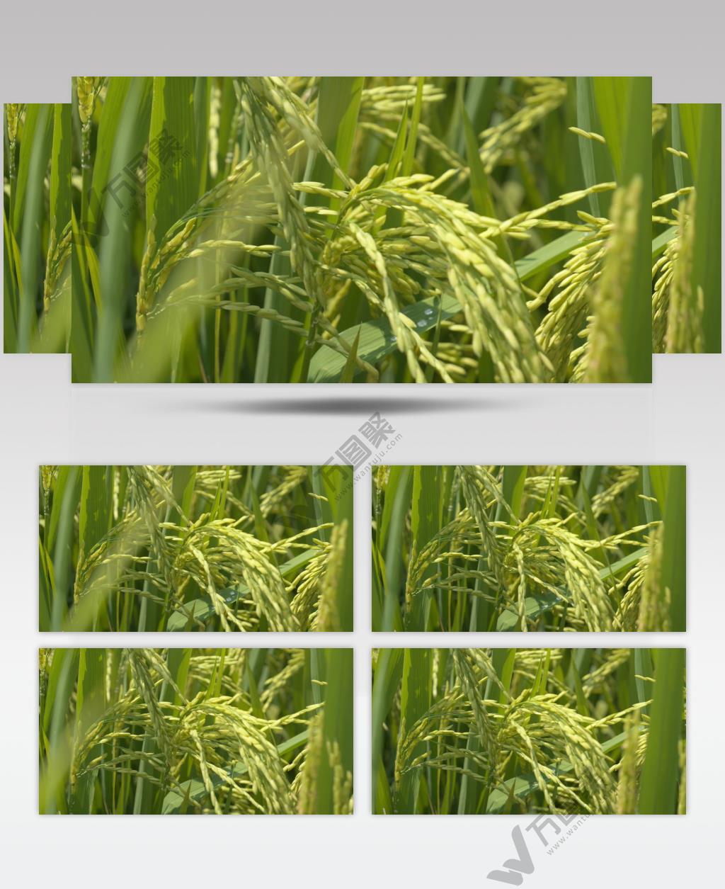 水稻穗成熟随风摇摆五常大米