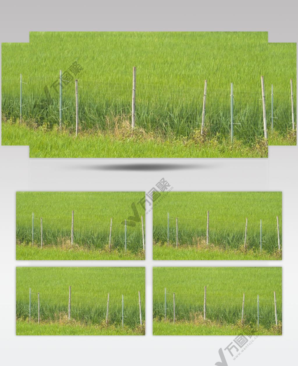 水稻粮食绿草田野栅栏微风
