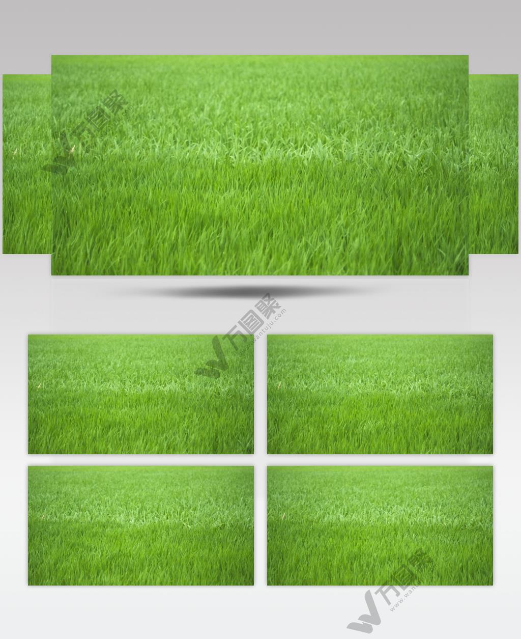 水稻小麦插秧草坪风吹麦浪