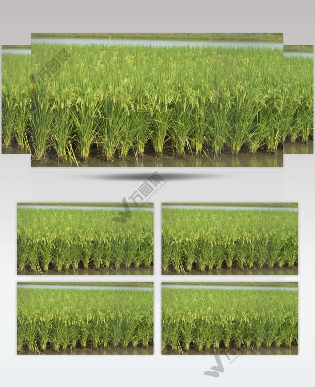 夏末初秋水稻穗水田野五常大米