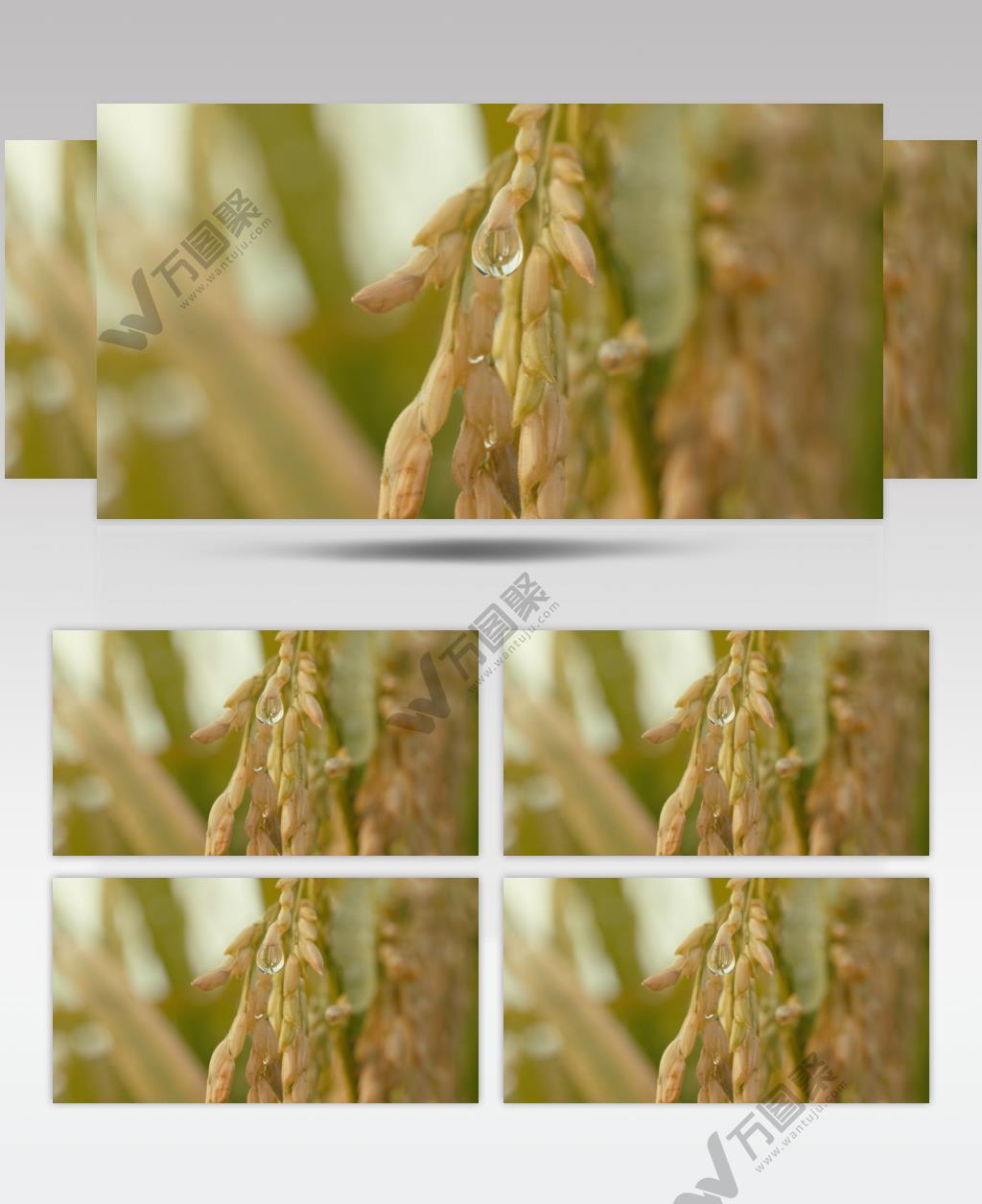 秋天农村田野水稻穗水滴露珠