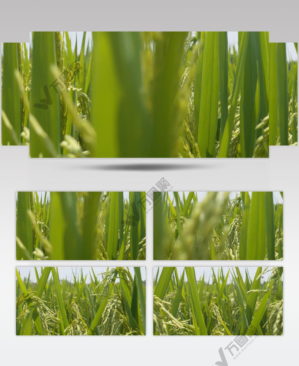 夏末水稻大米成熟镜头推进