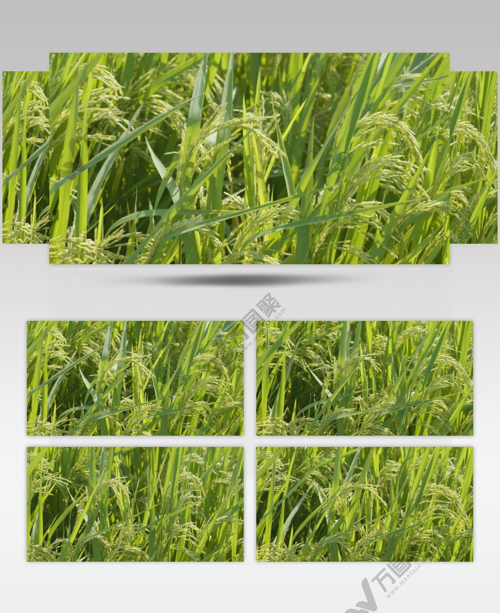 水稻穗微风摇摆升格慢镜头慢动作