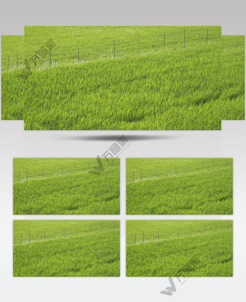 风吹麦浪水稻插秧苗微风草海田野