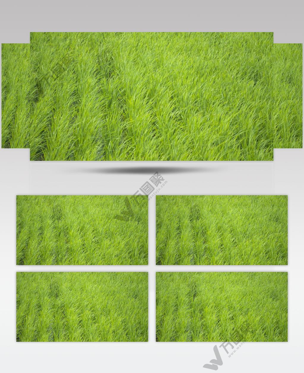 春天水稻小麦发芽插秧苗田野